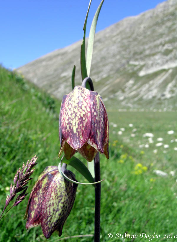 Fritillaria montana/orientalis in Abruzzo